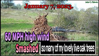 60 MPH high wind smashed so many live oak trees in central California