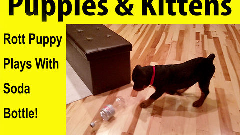Puppy Play With Soda Bottle!