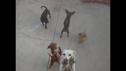 All my doggies