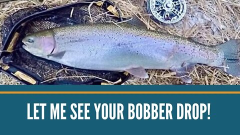 Let Me See Your Bobber Drop! Steelhead Bobber Downs!!! Winter Steelhead Fishing/Trout Fishing Videos