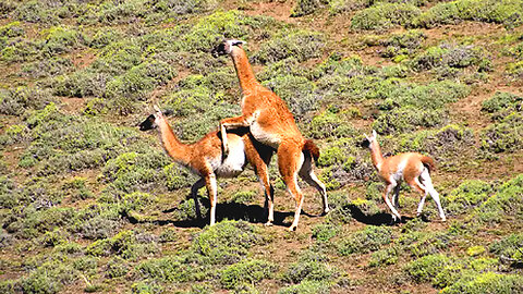 Guanacos`s life and love ।