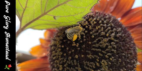 Busy Bee on Velvet Queen Sunflower In My Garden