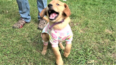 Playful puppy is very proud of her new pajamas