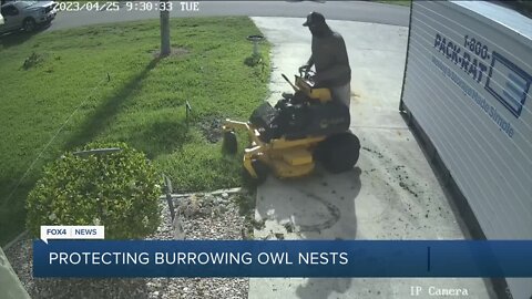 Cape Coral landscaper caught mowing over burrow as advocates see an increase in burrowing owls