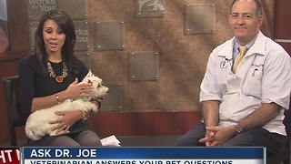 Veterinarian Dr. Joe visits midday