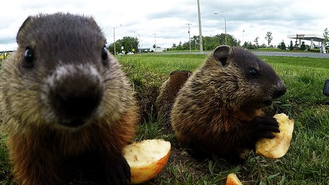 Adorable baby groundhogs are too busy to look for their shadow