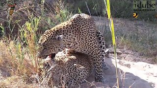 WILDlife: Up Close With Leopard Lovers