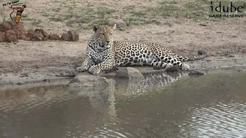 Male Leopard Drinking And Relaxing At A Waterhole
