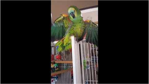 Amazon parrot plays peek-a-boo with owner