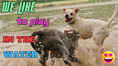 We like to play in the water (Dogs Series 1)