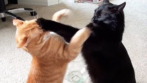 New cat fighting funny viral video 2023. New funny cat fighting funny moments