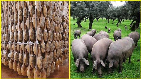 Black Pig Farming in Forest - World's Most Expensive Ham - Black Pig Jamón Processing Factory