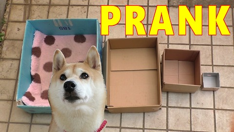 Owner pranks dog by making her favorite box smaller and smaller