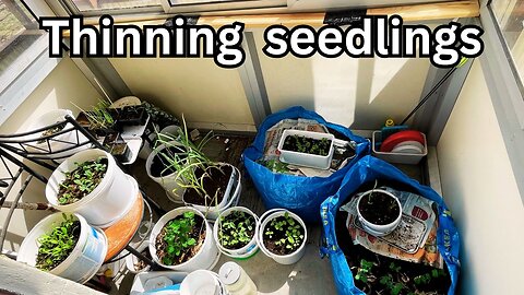 Thinning seedlings