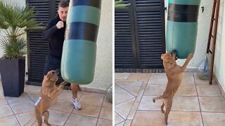 Adorable puppy joins owner during his boxing training