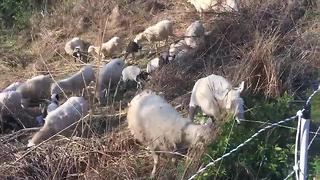 Sheep Hired By Metro Water Services