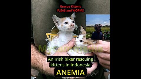 Anemia in young rescue kittens - FLEAS and WORMS