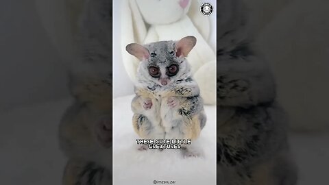 Galago 🐒 Sweet Faces With Deadly Skills!