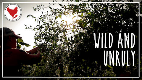 Wild & Unruly | A Good Life Farm