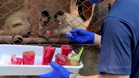 Olha o picolé!! Para aliviar o calor, animais silvestres do CRAS ganham picolés | Capital News