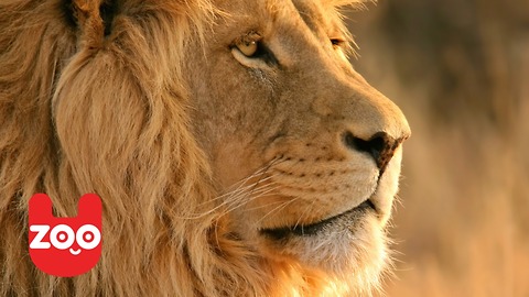 Sarajevo Zoo Welcomes New Lion