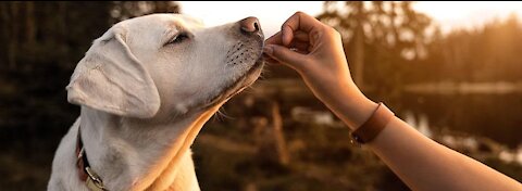 step by step training for the dogs