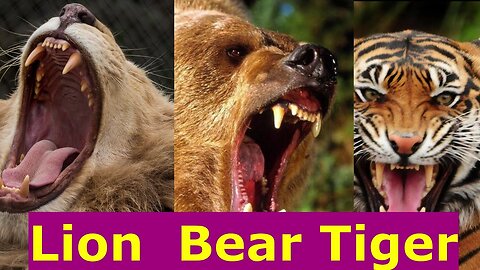 The roar of a lion, a bear, and a tiger!!! Who is the strongest growl?