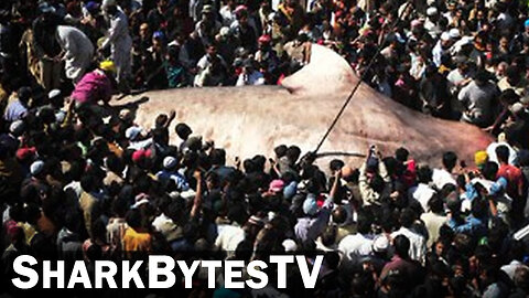 Submarine Shark Caught on Video - Shark Bytes TV Episode 7 - Crowd Witnesses 30 Foot Long Shark