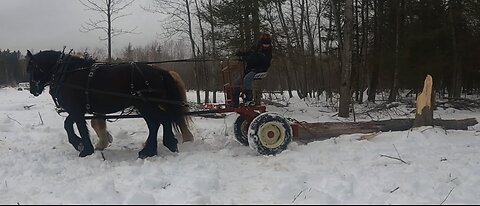 Logging With The Girls! // [DRAFT HORSE LOGGING]