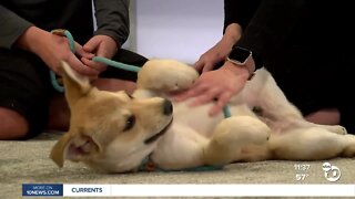 Pet of the Week: Bold