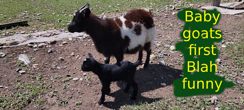 Baby goat's first blah-funny