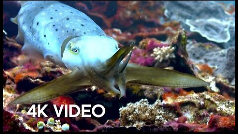 Cuttlefish Hypnotises Prey - Blue Planet II