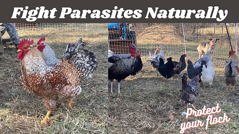 How We Prevent & Treat Parasites In Our Chickens, Ducks, Turkeys, & Guineas