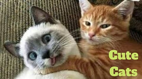 💥Cute Cats Viral Weekly😂🙃of 2020 | Funny Animal Videos💥👌