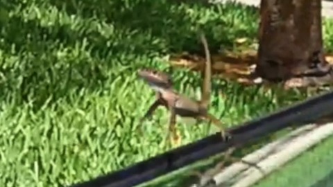 Lizard Derps: Lizards doing funny things in Epic Slow Motion