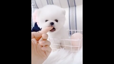 Cutest Puppy Bites on My Finger