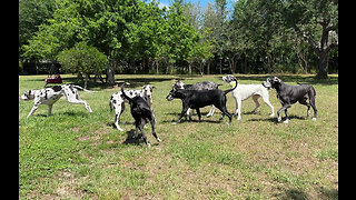 7 Funny Great Danes Friends & Family Play Date Meet & Greet