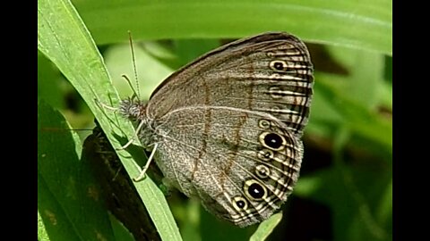 Hermeuptychia intricata..Intricate Satyr Butterfly