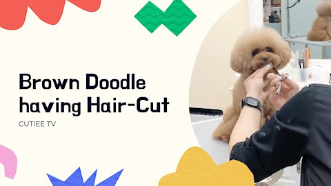 Brown Doodle dog having Haircut
