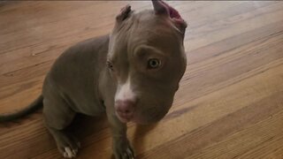 Dog stolen at gunpoint near 60th and Chambers, police seek suspects
