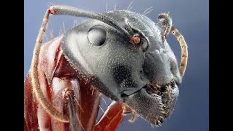 Amazing Macro shots of animals and insects