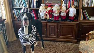 Great Dane Models Epic Halloween Costume