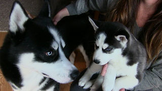 Husky Puppy Meets His Father For The First Time And It’s Adorable