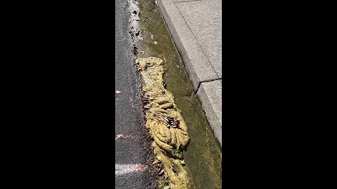 Harvesting Green Algae Slime From Your Sidewalk Gutter For Free Compost #Shorts