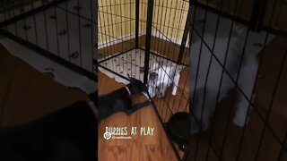 Puppies at Play