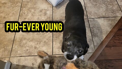 Fur-ver Young: Even at 13 Years Old, Dogs Are Still Playful