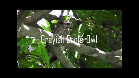 Greyish Eagle Owl ~ 2021 ~ Ethiopia
