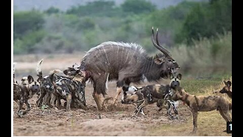 Best attack wild Epic Battle Of Wild dogs vs Animals is not never | Lion ,