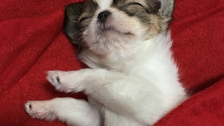 Cute Chihuahua sleeping on the red carpet