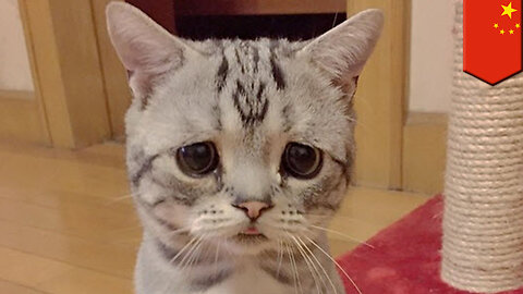 Saddest Cat in the World is Luhu, a Beijing furball of pure sorrow - TomoNews